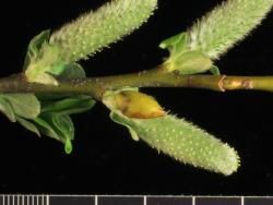 Salix myricoides. Female catkins and inflorescence bud scales.
 Image: D. Glenny © Landcare Research 2020 CC BY 4.0